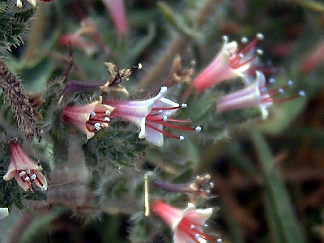 Echium asperrimum &copy; <a href="//commons.wikimedia.org/wiki/User:Javier_martin" title="User:Javier martin">Javier martin</a>