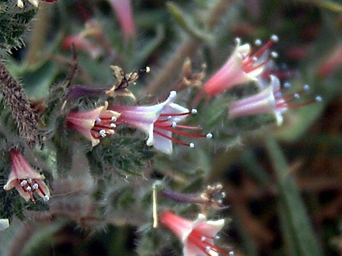 Echium asperrimum © <a href="//commons.wikimedia.org/wiki/User:Javier_martin" title="User:Javier martin">Javier martin</a>