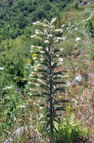 Echium italicum © <a href="//commons.wikimedia.org/wiki/User:Amada44" title="User:Amada44">User:Amada44</a>