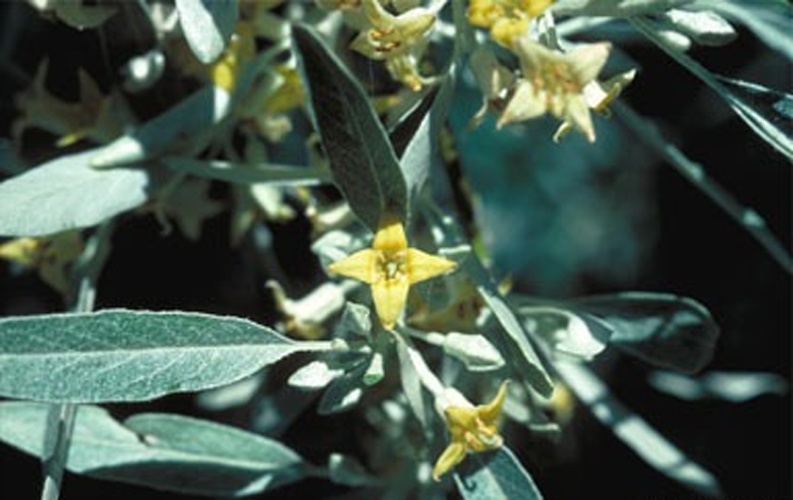 Elaeagnus angustifolia © Photo by Dave Powell, USDA, Forest Service