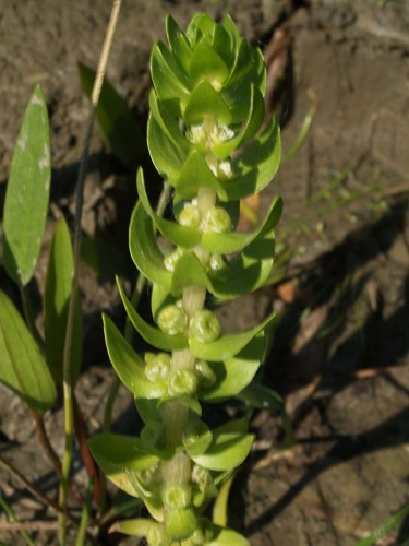 Elatine alsinastrum © <a href="//commons.wikimedia.org/wiki/User:Ruppia2000" title="User:Ruppia2000">Ruppia2000</a>