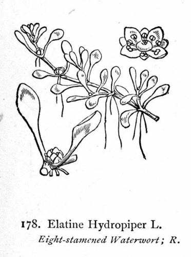Elatine hydropiper © Hippolyte Coste (1858-1924)