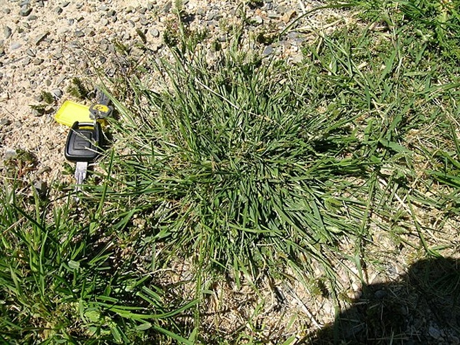 Eleusine tristachya &copy; <a rel="nofollow" class="external text" href="https://www.flickr.com/people/73840284@N04">Harry Rose</a> from South West Rocks, Australia