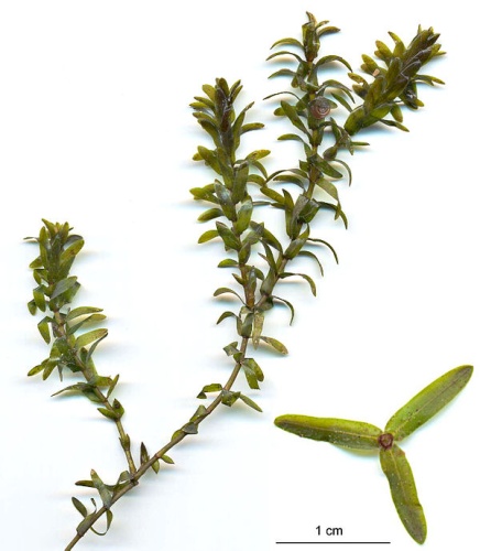 Elodea canadensis &copy; <a href="//commons.wikimedia.org/wiki/User:Fice" title="User:Fice">Christian Fischer</a>