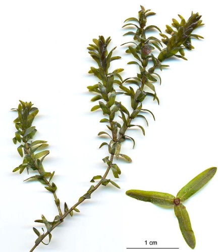 Elodea canadensis © <a href="//commons.wikimedia.org/wiki/User:Fice" title="User:Fice">Christian Fischer</a>