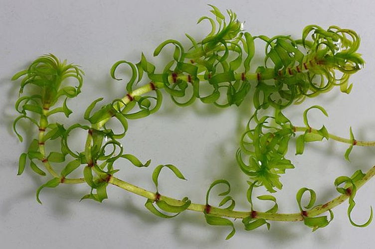 Elodea nuttallii © <a href="//commons.wikimedia.org/wiki/User:Fice" title="User:Fice">Christian Fischer</a>