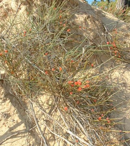 Ephedra distachya &copy; 