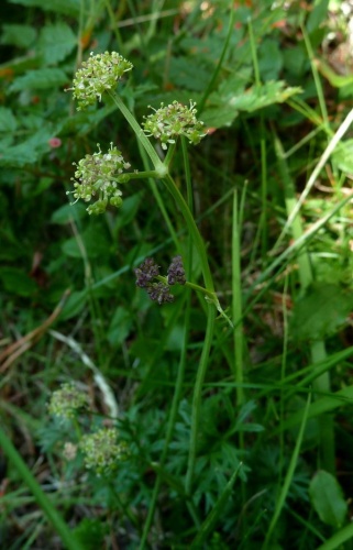 Selinum pyrenaeum &copy; <a href="//commons.wikimedia.org/wiki/User:Aroche" title="User:Aroche">Aroche</a>