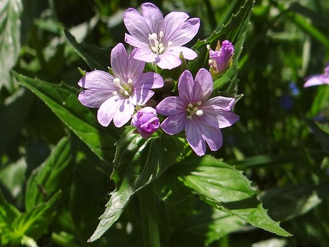 Epilobium alpestre &copy; Jerzy Opioła