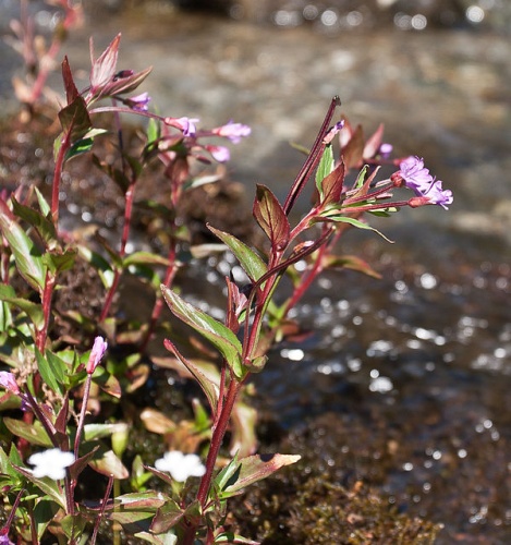 Epilobium alsinifolium &copy; <a href="//commons.wikimedia.org/w/index.php?title=User:Achim_Christoph&amp;action=edit&amp;redlink=1" class="new" title="User:Achim Christoph (page does not exist)">Achim Christoph</a>