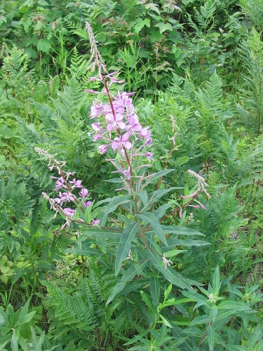 Epilobium angustifolium © <a rel="nofollow" class="external text" href="https://www.flickr.com/people/53801642@N06">Superior National Forest</a>