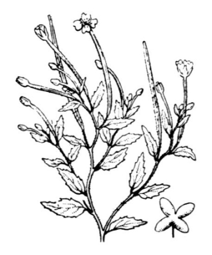 Epilobium collinum &copy; Hippolyte Coste (1858-1924)