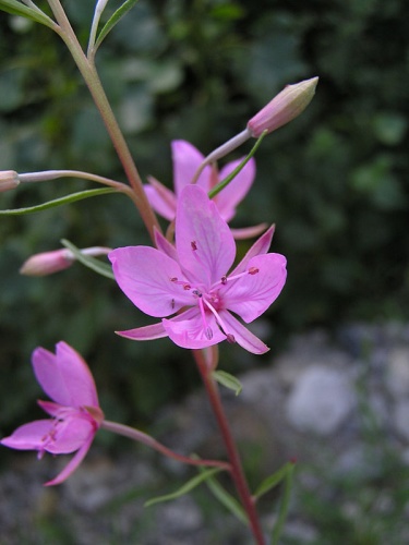 Epilobium dodonaei &copy; Clemens M. Brandstetter, Buers