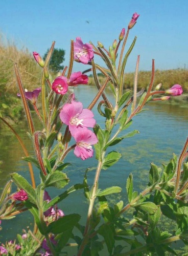 Epilobium hirsutum © <a href="https://en.wikipedia.org/wiki/fr:User:Jeffdelonge" class="extiw" title="w:fr:User:Jeffdelonge">Jeffdelonge</a> at <a href="https://en.wikipedia.org/wiki/fr:" class="extiw" title="w:fr:">French Wikipedia</a>