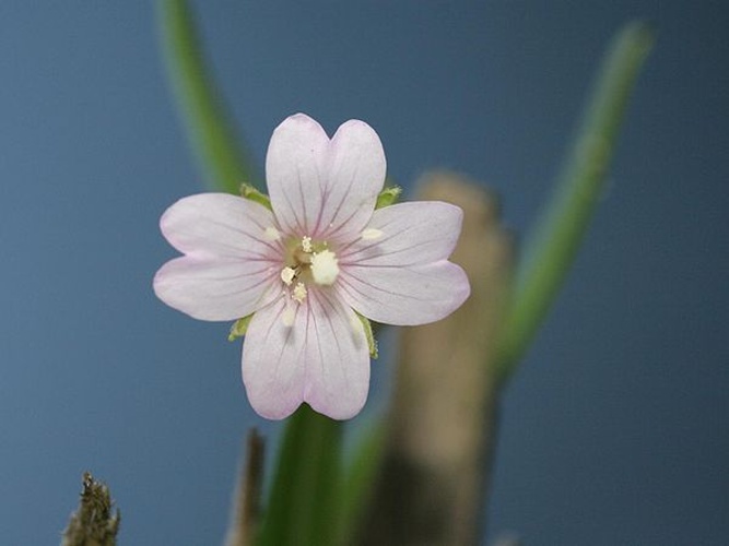 Epilobium palustre &copy; Kristian Peters -- <a href="//commons.wikimedia.org/wiki/User:Fabelfroh" title="User:Fabelfroh">Fabelfroh</a> 08:57, 17 August 2007 (UTC)