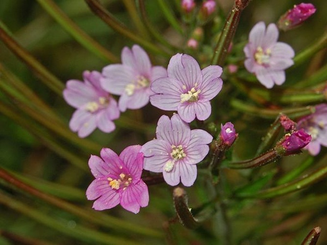 Epilobium parviflorum &copy; <a href="//commons.wikimedia.org/wiki/User:Hectonichus" title="User:Hectonichus">Hectonichus</a>