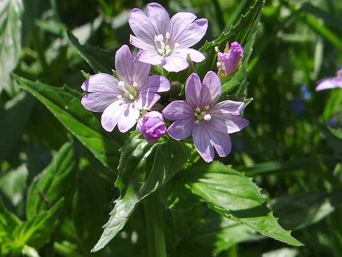 Epilobium roseum &copy; Jerzy Opioła