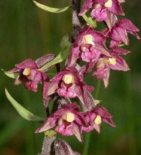 Dark red helleborine &copy; 