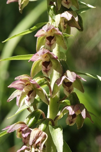 Epipactis distans © <a href="//commons.wikimedia.org/wiki/User:BerndH" title="User:BerndH">Bernd Haynold</a>