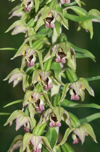 Epipactis helleborine &copy; 