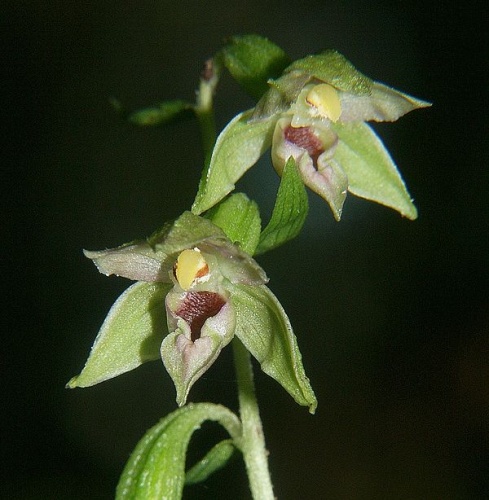 Epipactis leptochila © <a href="//commons.wikimedia.org/wiki/User:BerndH" title="User:BerndH">Bernd Haynold</a>