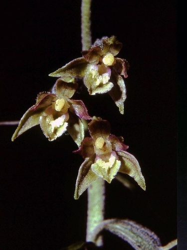 Epipactis microphylla © <div class="fn value">
<a href="//commons.wikimedia.org/wiki/User:Orchi" title="User:Orchi">Orchi</a>
</div>