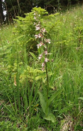 Epipactis palustris © <a href="//commons.wikimedia.org/wiki/User:BerndH" title="User:BerndH">Bernd Haynold</a>