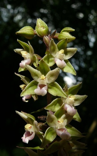 Epipactis purpurata &copy; <a href="//commons.wikimedia.org/wiki/User:BerndH" title="User:BerndH">Bernd Haynold</a>