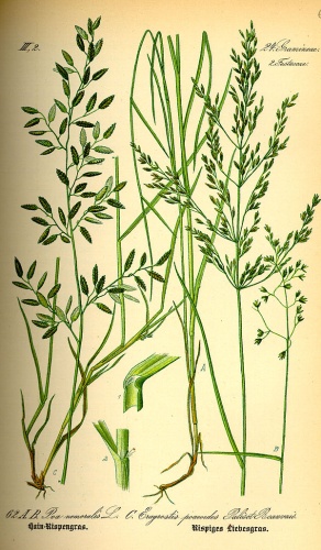 Eragrostis barrelieri © 