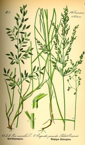 Eragrostis barrelieri &copy; 