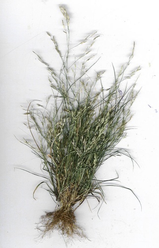 Eragrostis pectinacea © <a rel="nofollow" class="external text" href="http://www.hear.org/starr/">Forest &amp; Kim Starr</a>