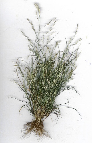 Eragrostis pectinacea &copy; <a rel="nofollow" class="external text" href="http://www.hear.org/starr/">Forest &amp; Kim Starr</a>