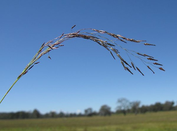 Eragrostis pilosa &copy; <a rel="nofollow" class="external text" href="https://www.flickr.com/people/73840284@N04/">Macleay Grass Man</a>