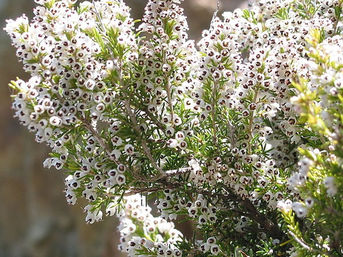 Erica arborea © <a href="//commons.wikimedia.org/wiki/User:Jean-Pol_GRANDMONT" title="User:Jean-Pol GRANDMONT">Jean-Pol GRANDMONT</a>