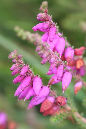 Erica ciliaris © <a href="//commons.wikimedia.org/wiki/User:Alastair_Rae" title="User:Alastair Rae">Alastair Rae</a>