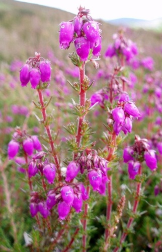 Erica cinerea © <a rel="nofollow" class="external text" href="https://www.geograph.org.uk/profile/4657">Gwen and James Anderson</a>