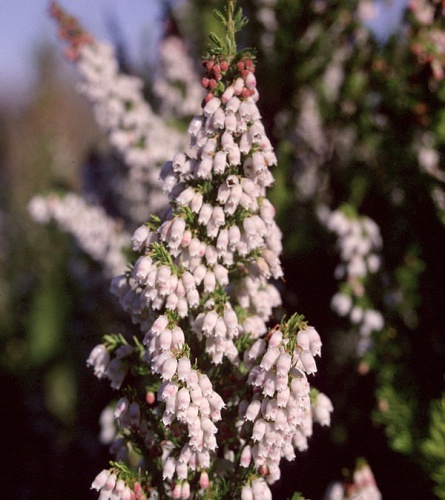 Erica lusitanica © Gordon Leppig &amp; Andrea J. Pickart