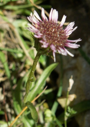 Erigeron alpinus © 