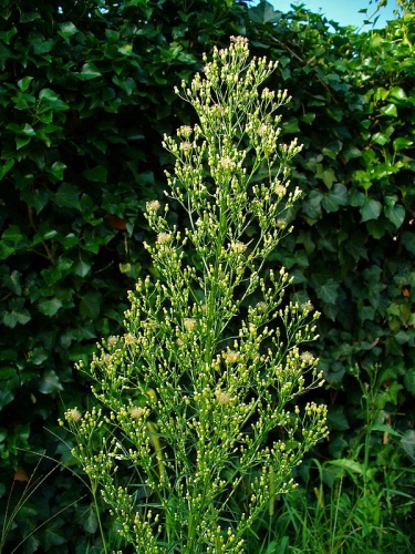 Erigeron canadensis &copy; H. Zell