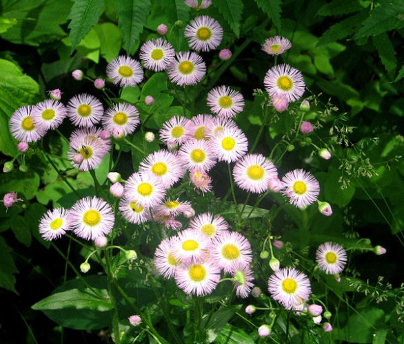Philadelphia fleabane &copy; <a href="//commons.wikimedia.org/wiki/User:Dger" title="User:Dger">D. Gordon E. Robertson</a>
