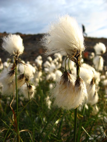 Eriophorum angustifolium &copy; <a href="//commons.wikimedia.org/wiki/User:Slaunger" title="User:Slaunger">Kim Hansen</a>