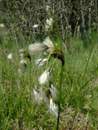 Eriophorum latifolium © 