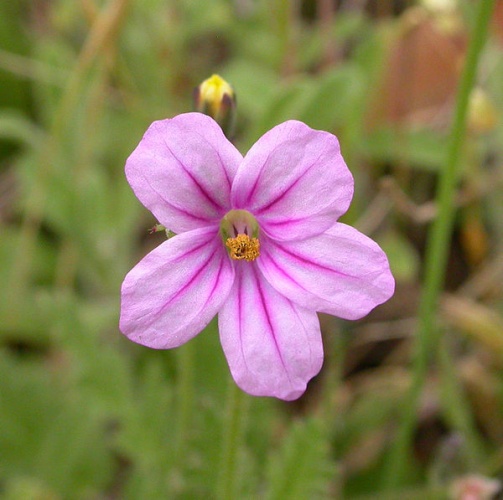 Erodium botrys © Copyright by Curtis Clark, licensed as noted