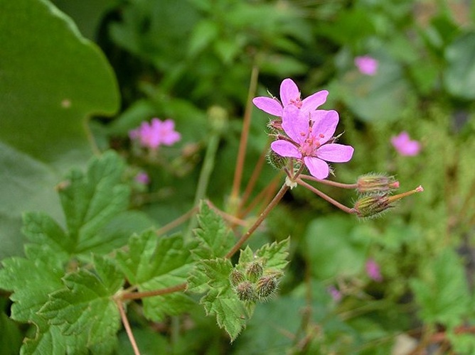 Erodium chium © <a href="//commons.wikimedia.org/wiki/User:Thiotrix" title="User:Thiotrix">Gabriele Kothe-Heinrich</a>