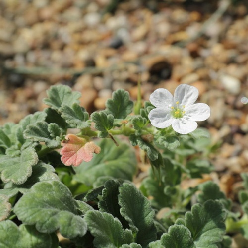 Erodium corsicum &copy; <a href="//commons.wikimedia.org/wiki/User:C_T_Johansson" class="mw-redirect" title="User:C T Johansson">C T Johansson</a>
