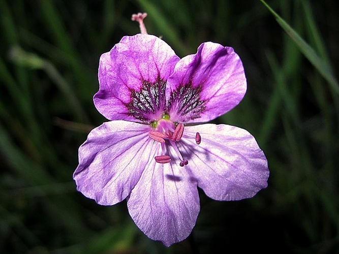 Erodium glandulosum © <a rel="nofollow" class="external text" href="https://www.flickr.com/people/70626035@N00">jacilluch</a>