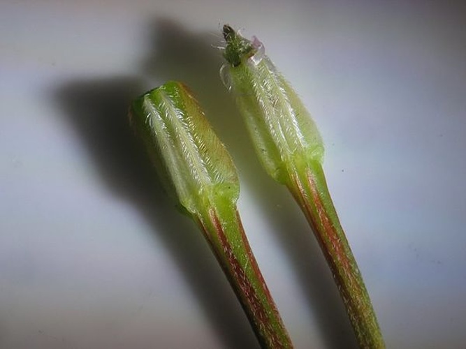 Erodium lebelii &copy; Kristian Peters -- <a href="//commons.wikimedia.org/wiki/User:Fabelfroh" title="User:Fabelfroh">Fabelfroh</a> 12:36, 19 February 2007 (UTC)