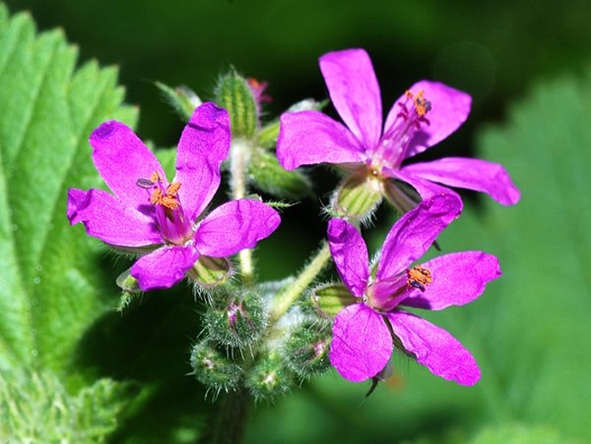 Erodium malacoides © <a href="//commons.wikimedia.org/wiki/User:Alvesgaspar" title="User:Alvesgaspar">Alvesgaspar</a>