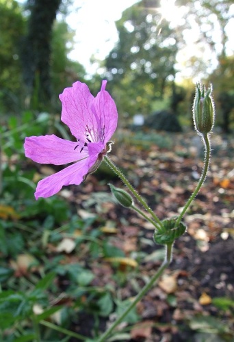 Erodium manescavi &copy; <a href="//commons.wikimedia.org/wiki/User:Rovdyr" title="User:Rovdyr">Rovdyr</a>