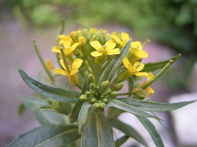 Erysimum cheiranthoides &copy; 